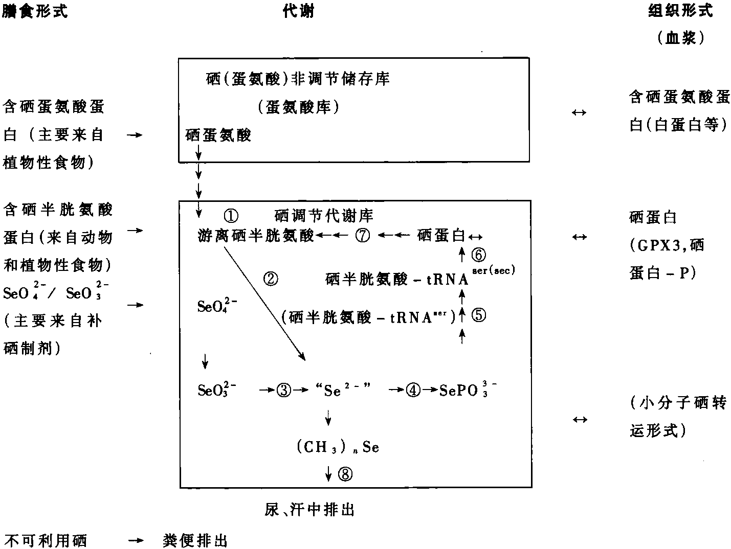 第四節(jié) 硒